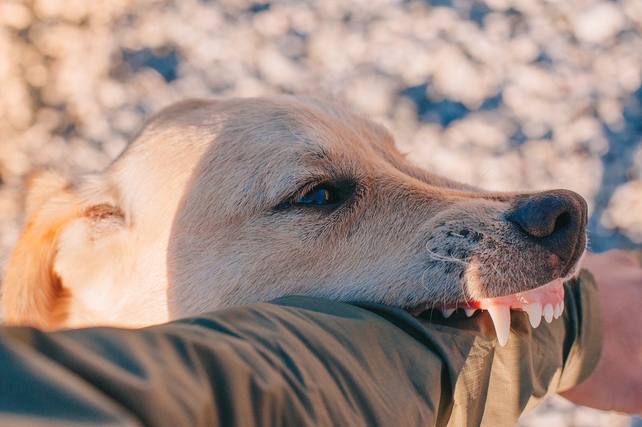 Why-Is-My-Dog-Nipping-At-Visitors-2.jpg