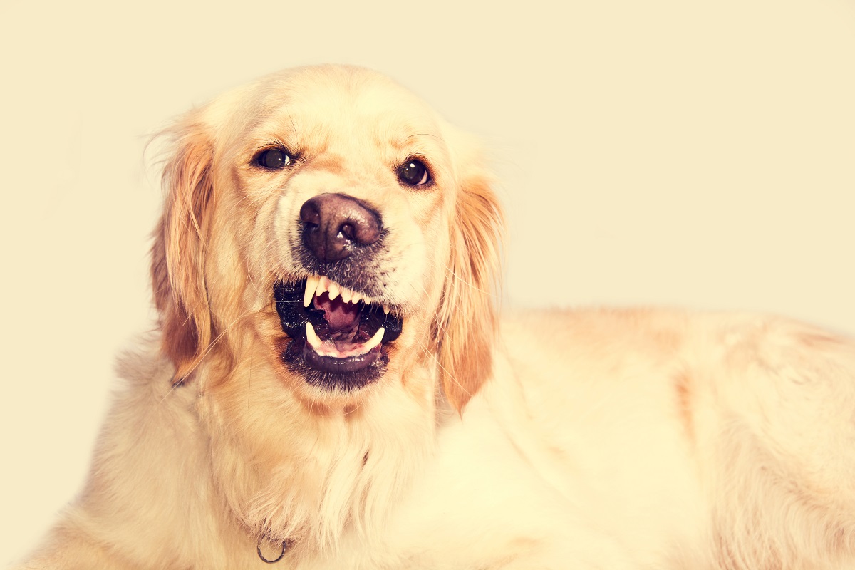 Why-Is-My-Dog-Nipping-At-Visitors-3.jpg