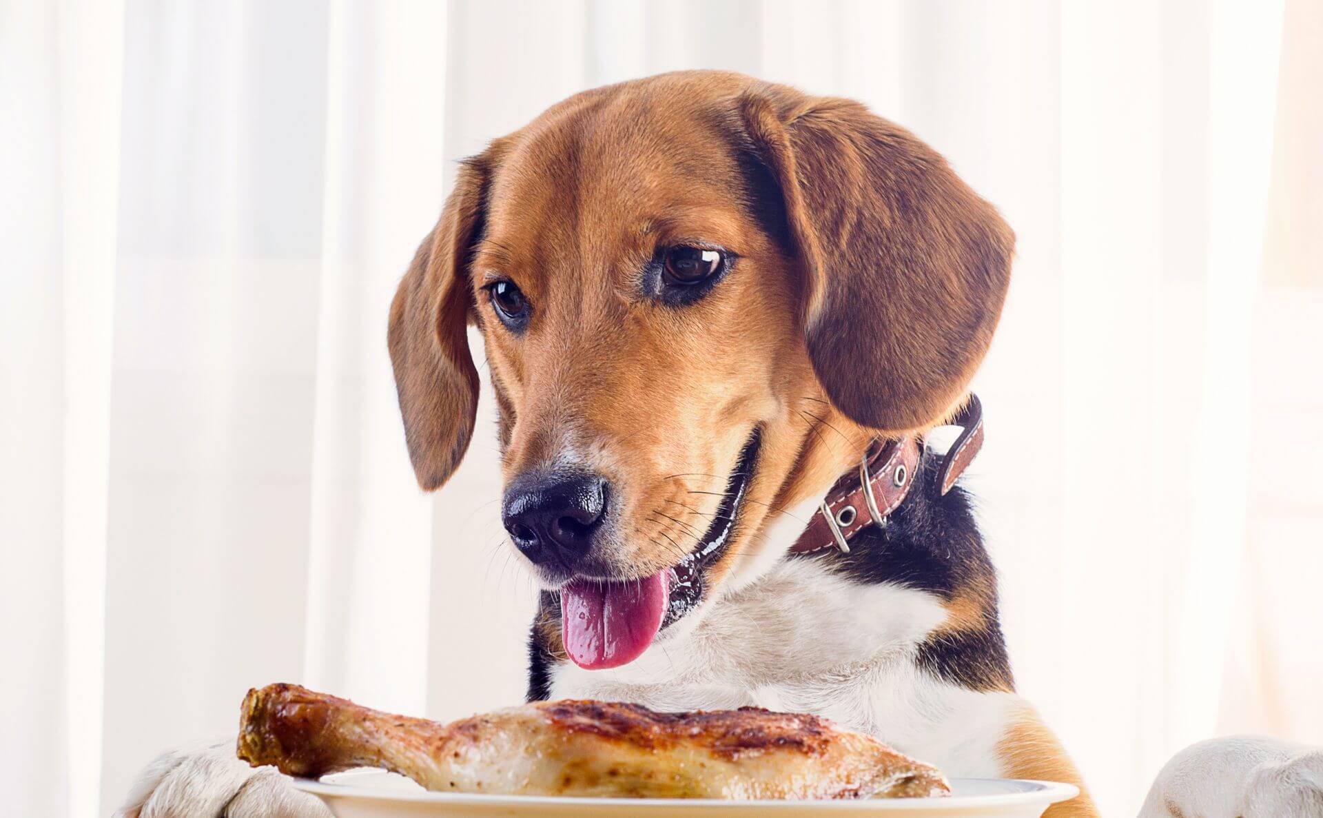 Can A Diabetic Dog Eat Chicken Breast?