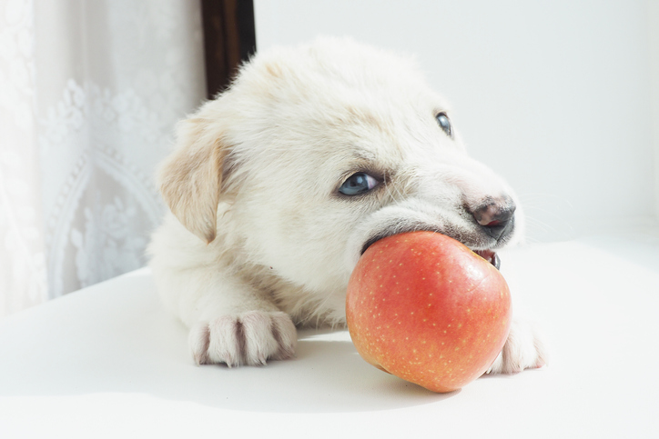 can-dog-eat-apples-1.jpeg