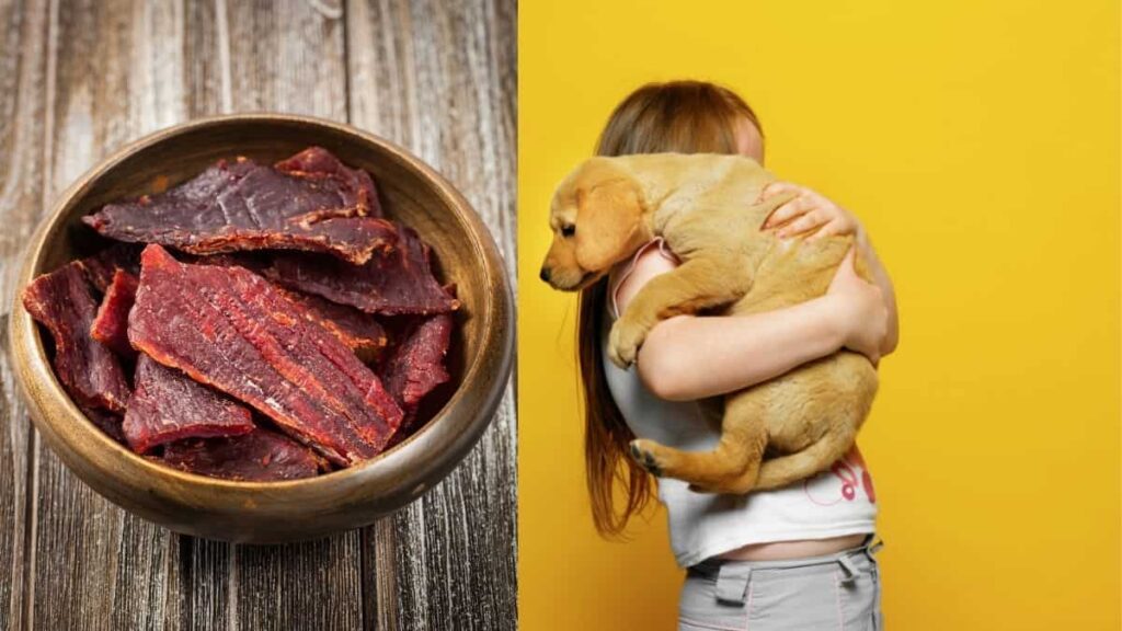 what-to-do-if-my-dog-ate-beef-jerky-thesacredicons