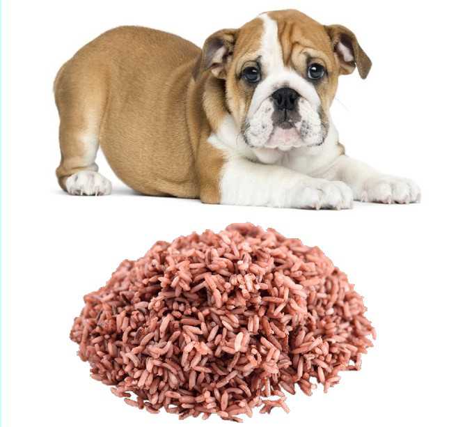 can-dog-eats-brown-rice