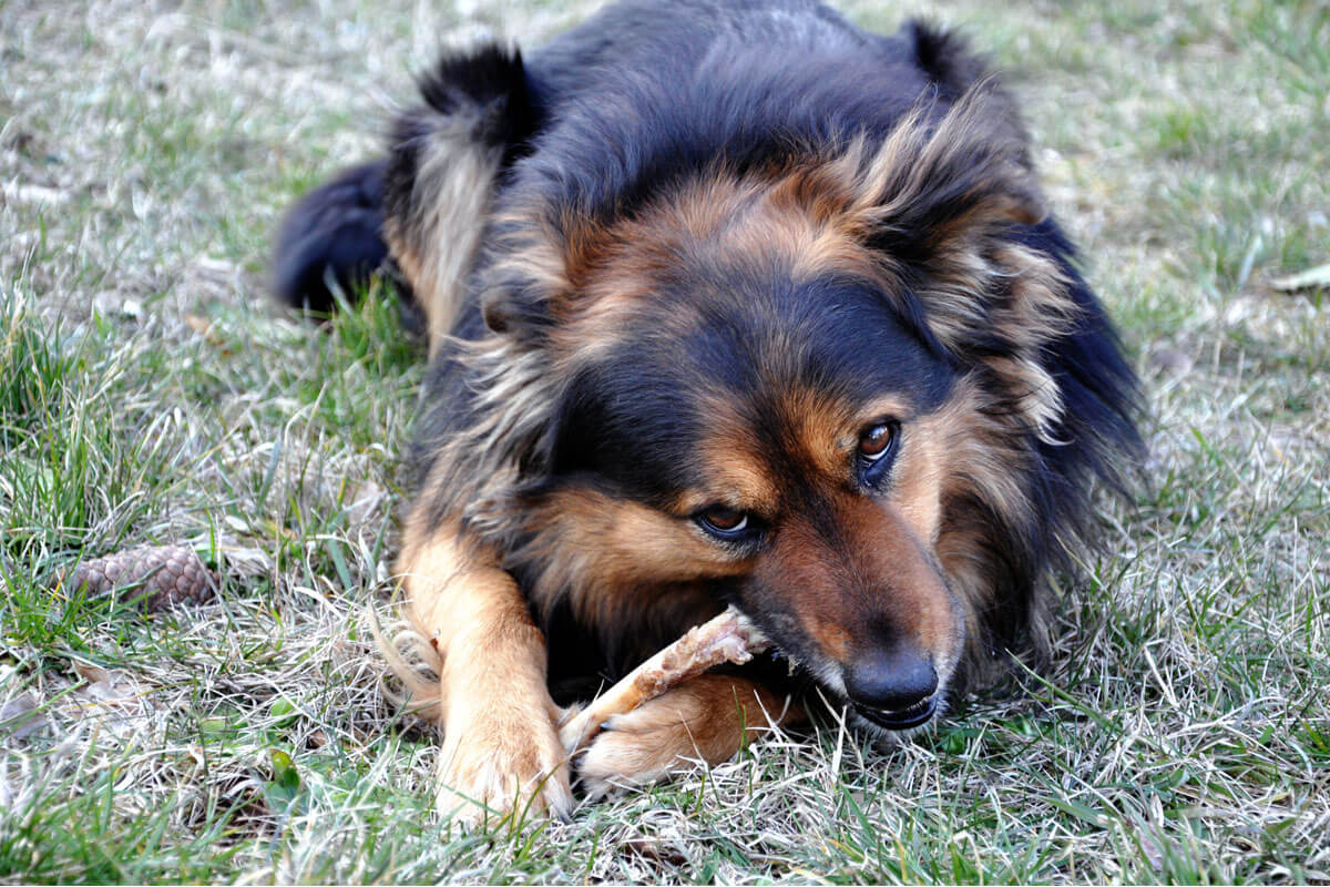 can-dogs-eat-chicken-bones