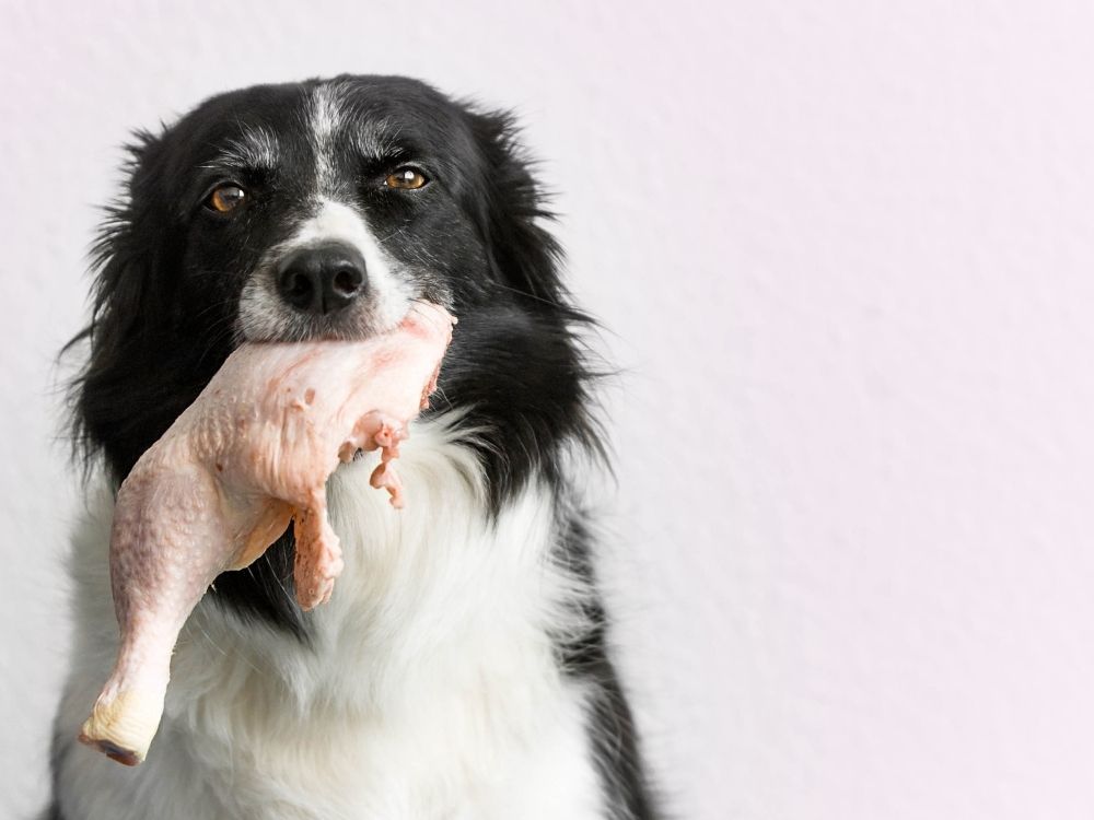 can-dogs-eat-chicken-bones