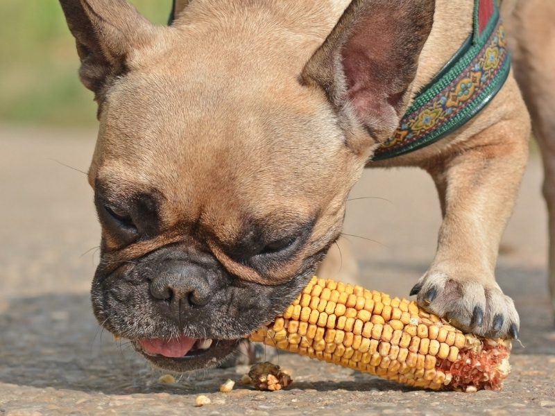 can-it-possible-for-dogs-to-eat-corn