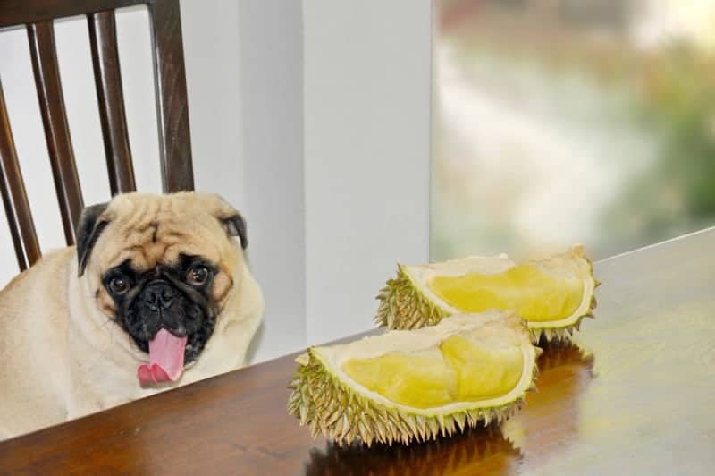 can-a-dog-eat-a-durian-really