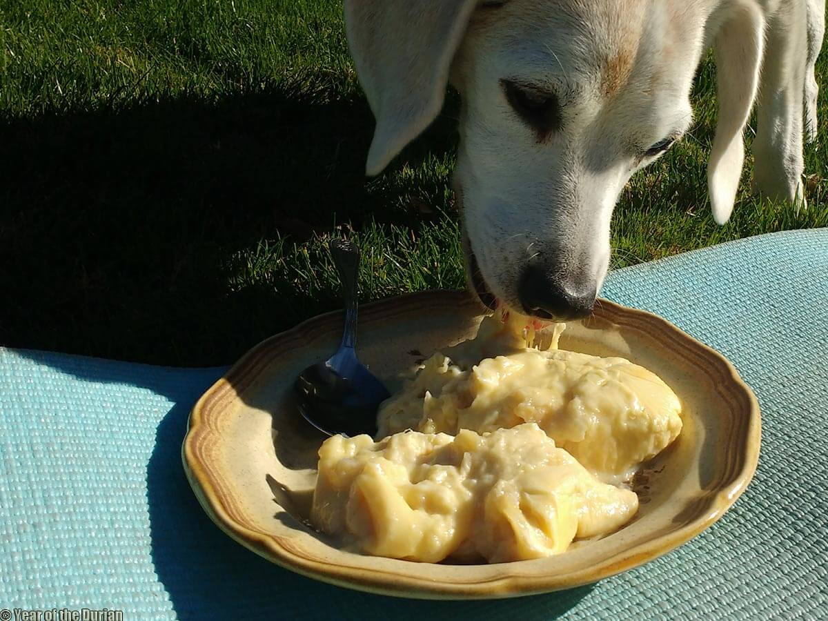 can-a-dog-eat-a-durian-really