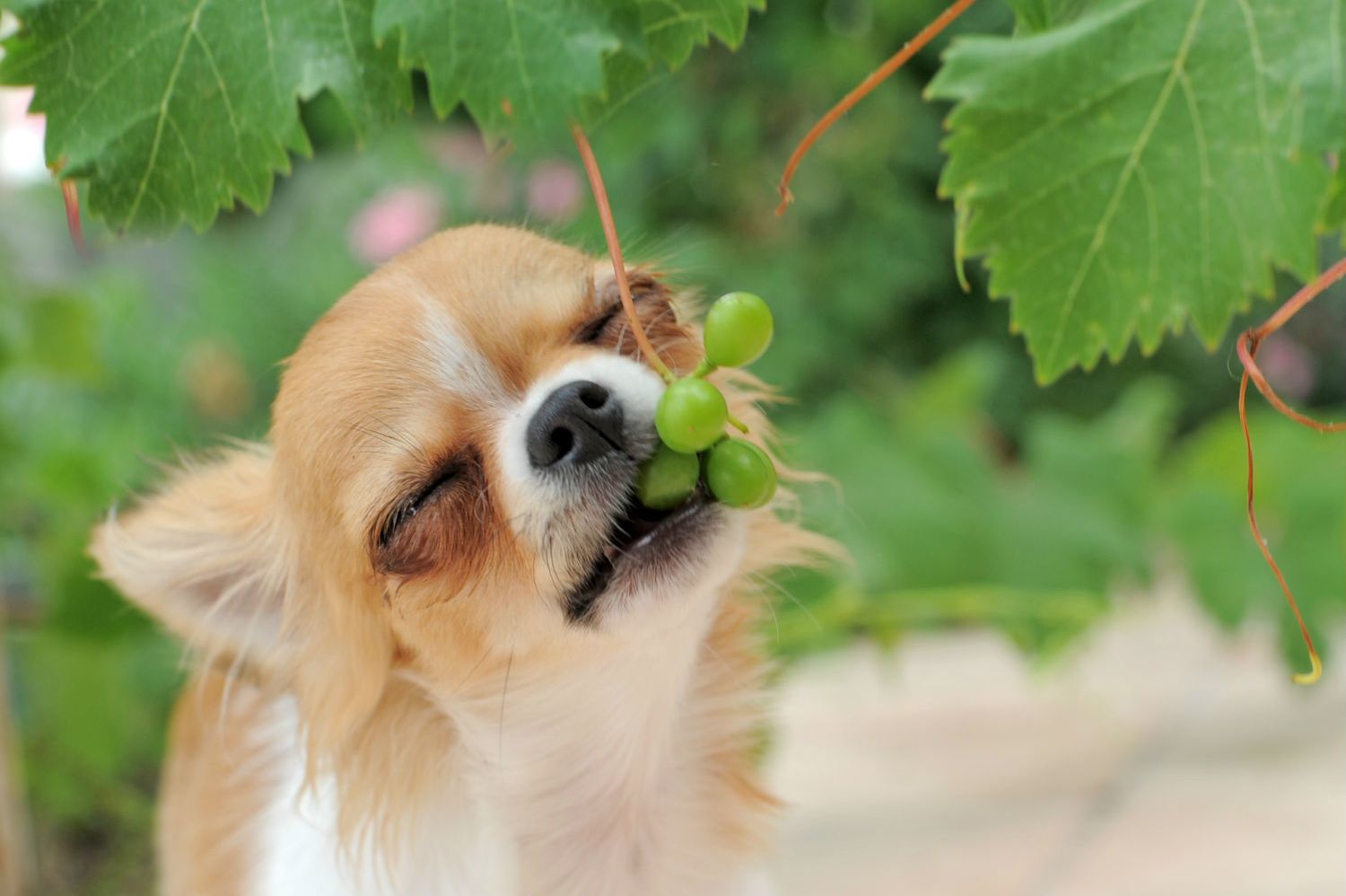 can-dogs-eat-grapes-really