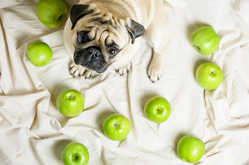 can-dog-eat-green-apple-3.jpg