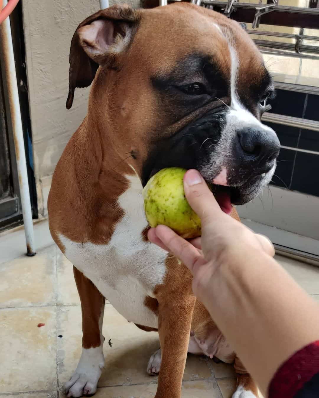 Can Dog Eat Guava?