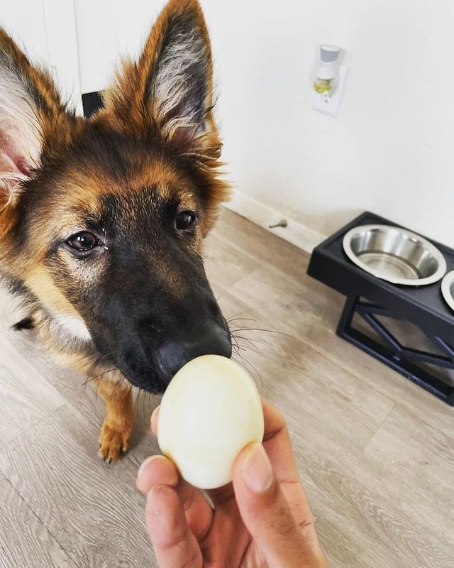 Can Dogs Eat Hard-Boiled Eggs?