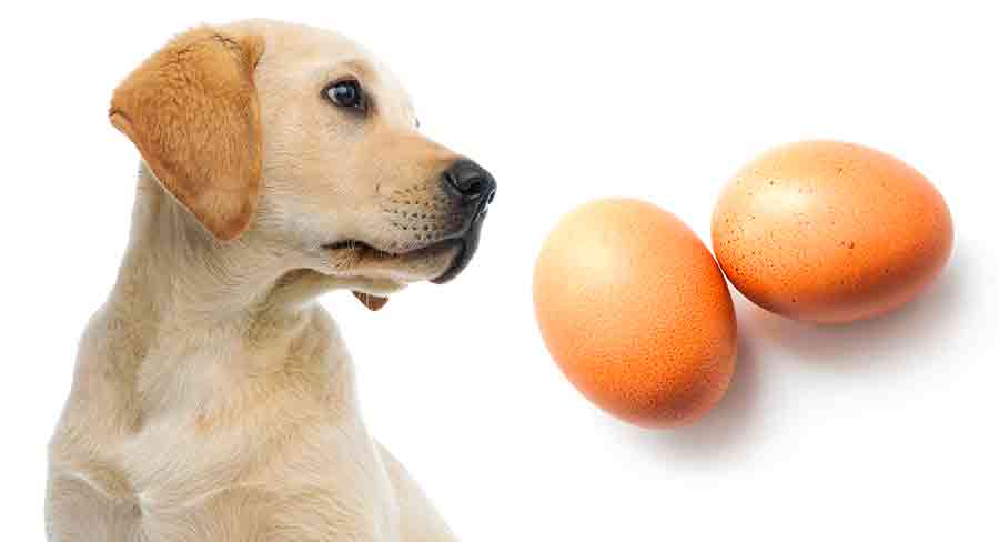 can-dogs-eat-hard-boiled-eggs