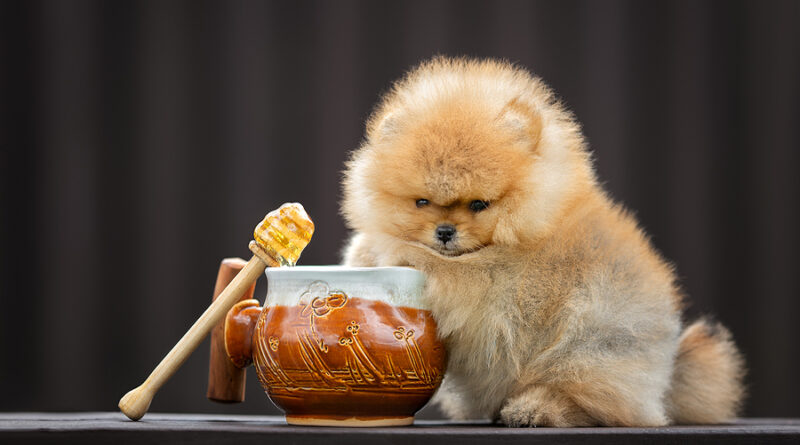 can-dogs-eat-honey