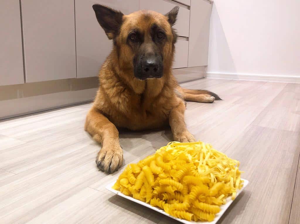 can-dogs-eat-mac-and-cheese