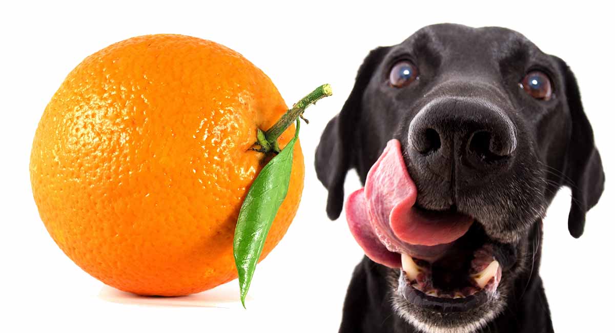 can-dogs-eat-mandarins-fido-feeding-guide-wholepet-health