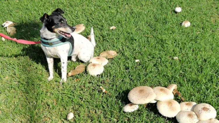 Can Your Dog Eat Mushrooms? (Really.)