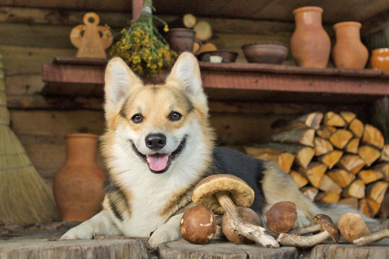 Can Your Dog Eat Mushrooms? (Really.)