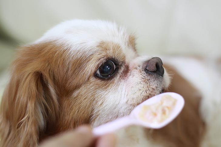 can-dog-eat-oatmeal-1.jpg