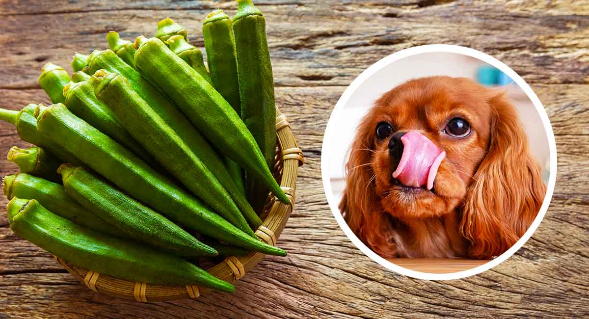 Can Dog Eat Okra?