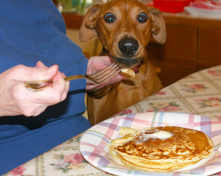 can dogs have pancakes