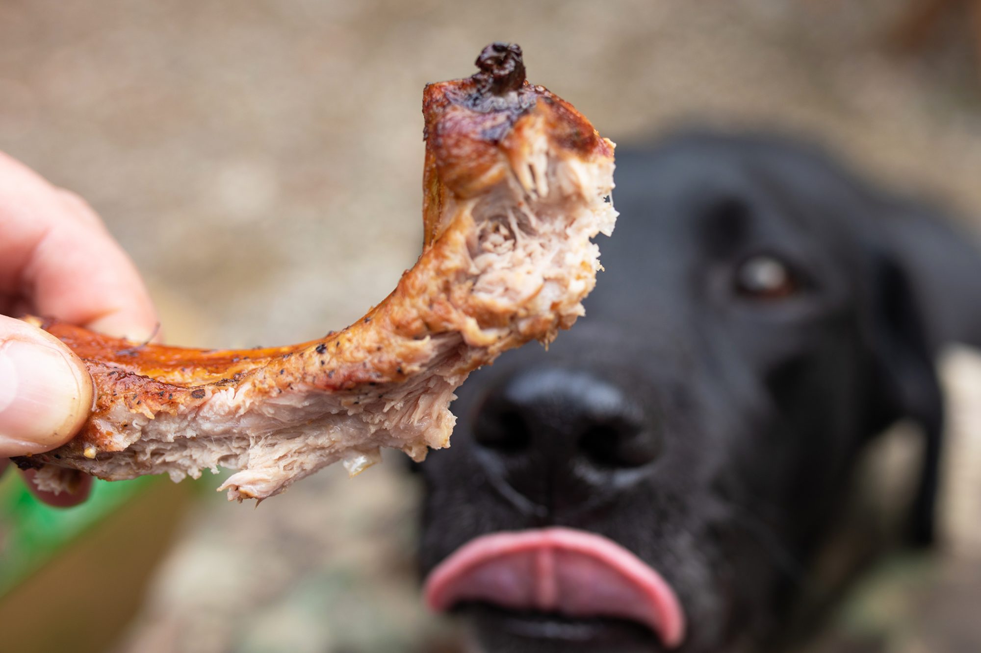 Can Dogs Eat Pork?