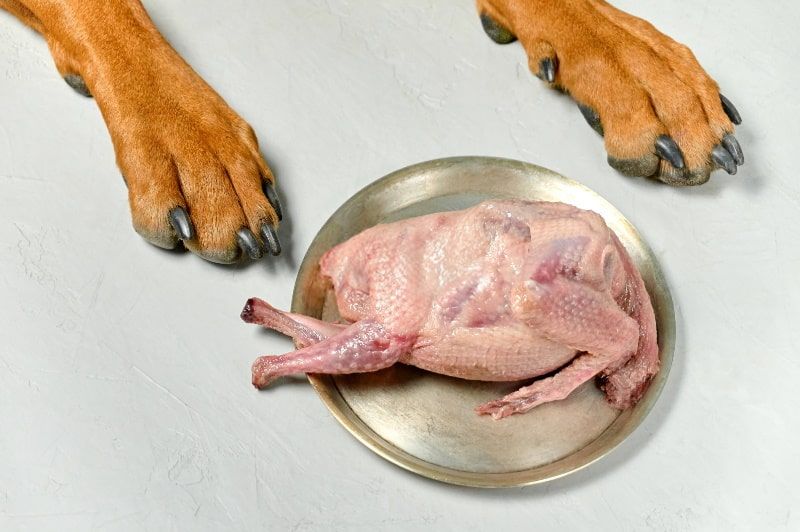 Can Dog Eats Raw Chicken?