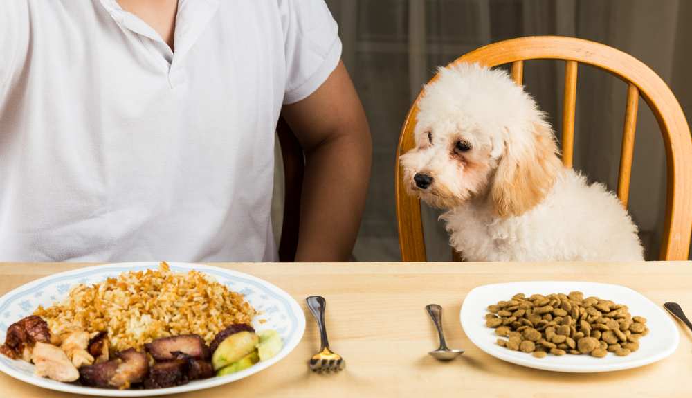 Can Dogs Eat Rice?