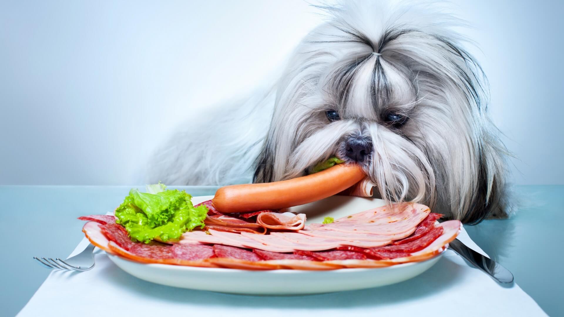 how-to-tell-if-your-dog-can-eat-salami