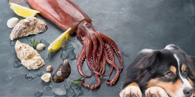 Can Dog Eat Squid?