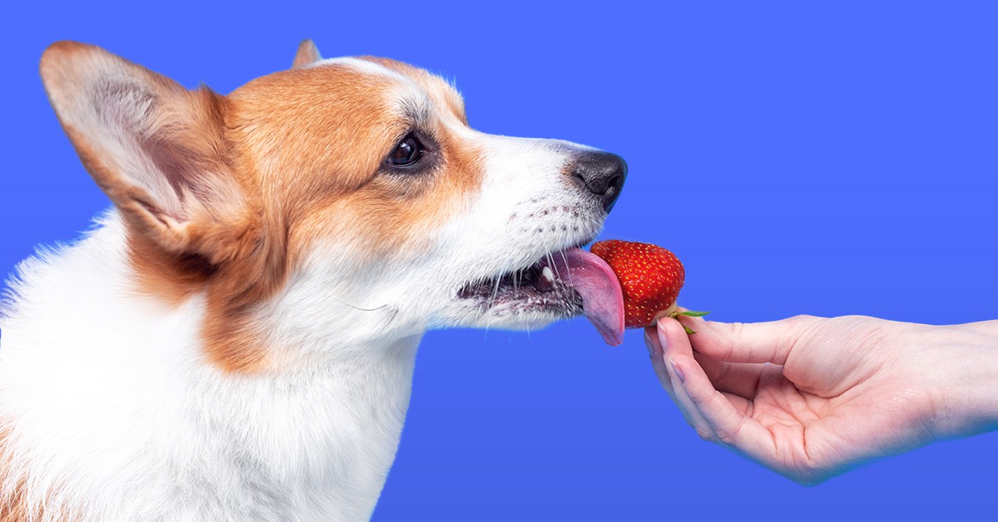 Can Dogs Eat Strawberries? (Really!)