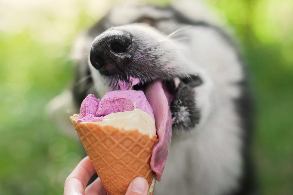 Can A Dog Eat Strawberry Ice Cream?