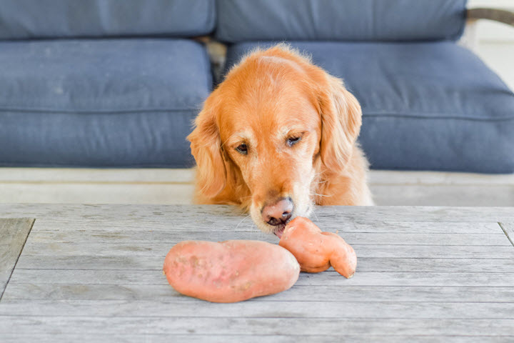 Can Your Dog Eat Sweet Potato?