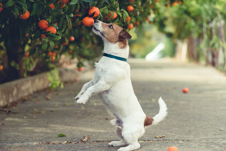 can-dogs-eat-tangerines