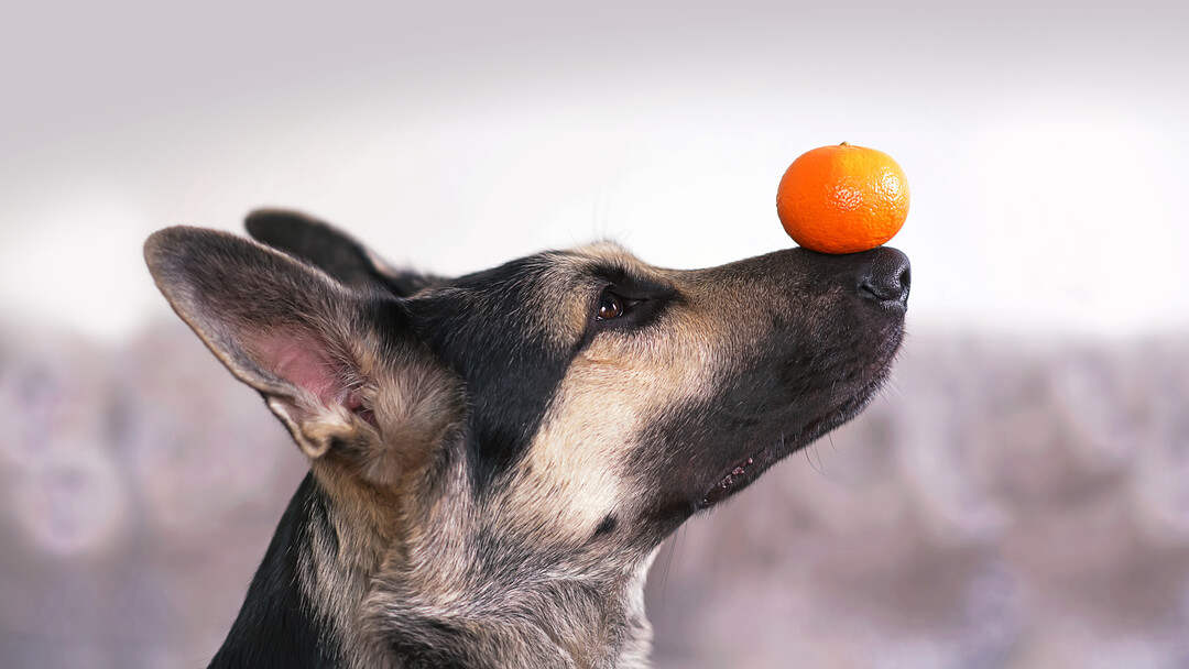 can-dogs-eat-tangerines-and-other-citruses