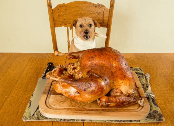 Can-dog-eat-turkey