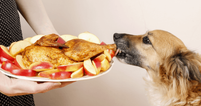 Can-dog-eat-turkey