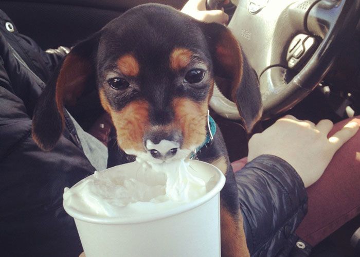 Can Dogs Eat Whipping Cream? (Really)