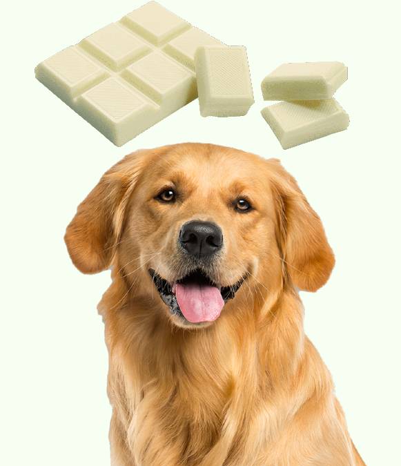 Can Dog Eat White Chocolate? Pets Tutorial