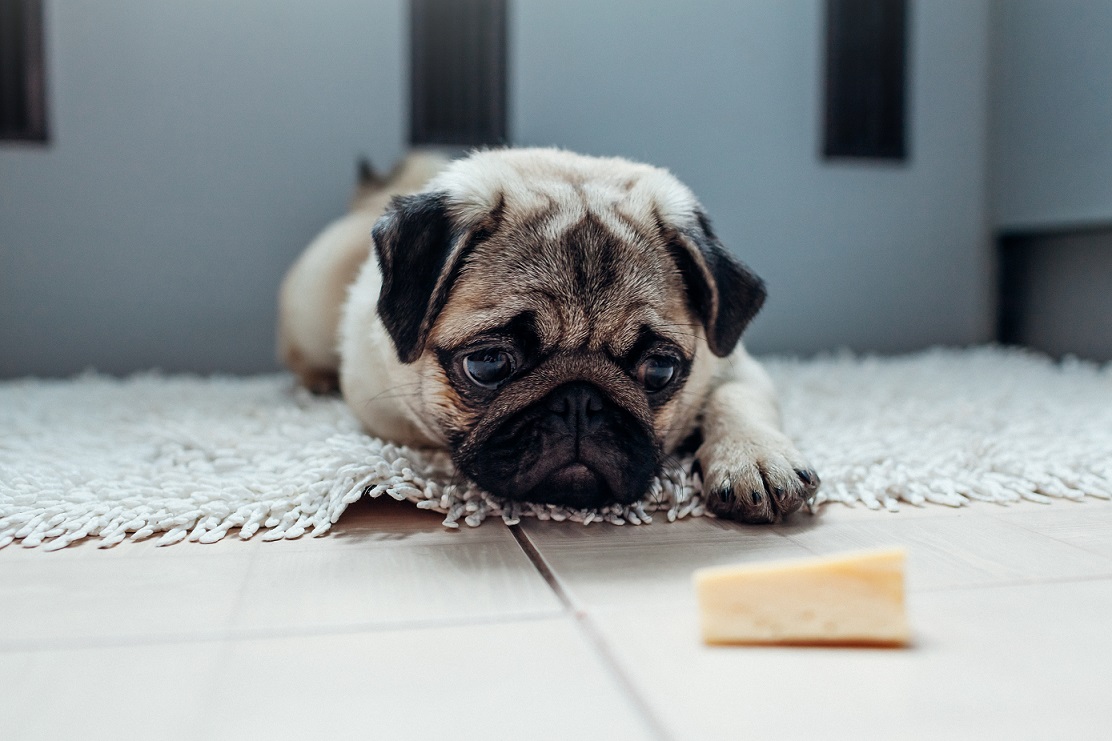 can-dog-eats-cheese-1.jpg