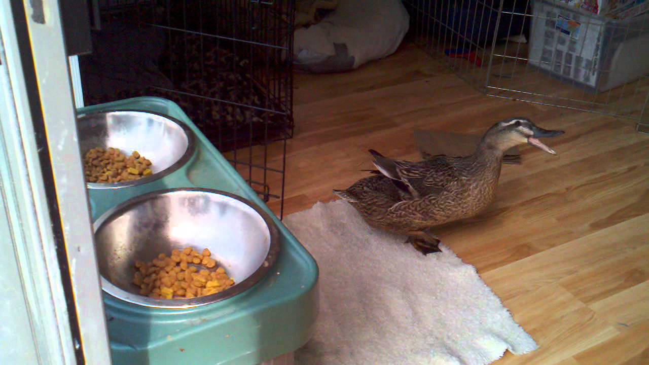 Can Ducks Eat Dog Food?