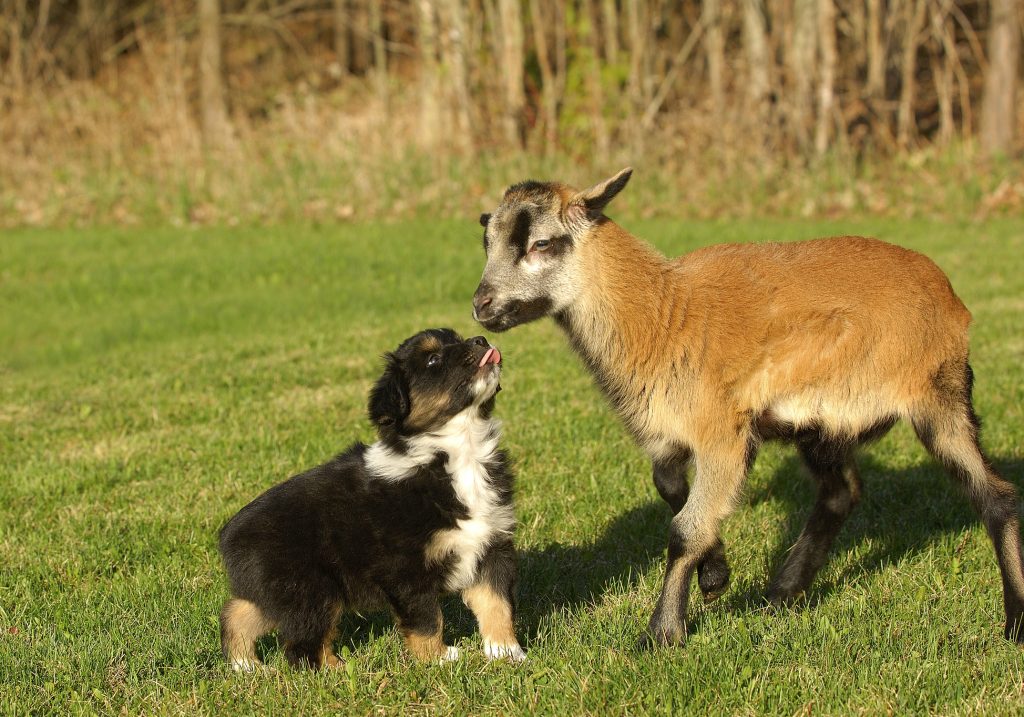 Can Goats Eat Dog Food?: An Amazing True Story!