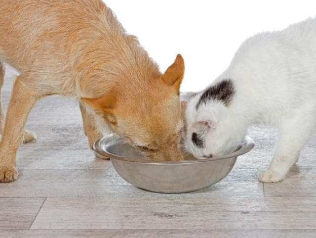 Can Your Kitten Eats Dog Food Can They Share Food Together 