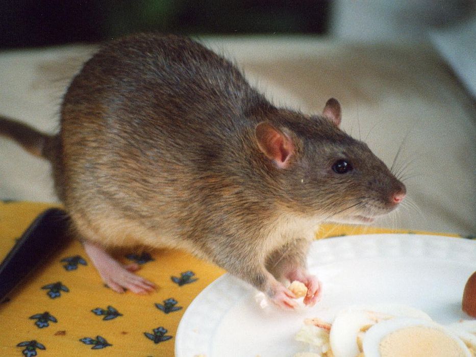 Can Rats Eat Dog Food 