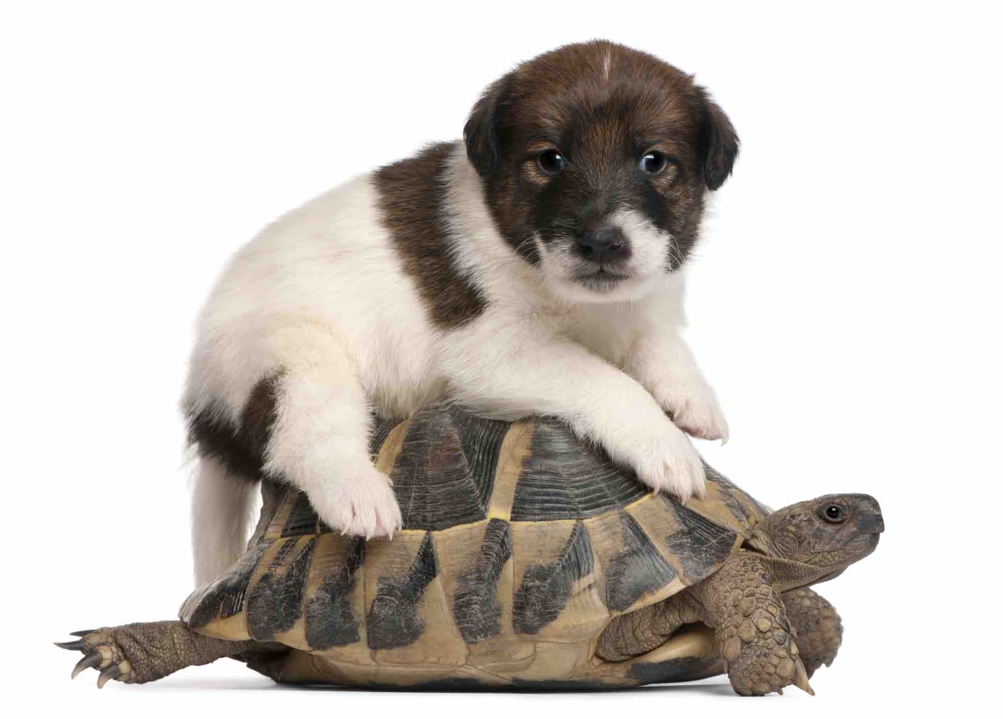 can-turtles-eat-dog-food