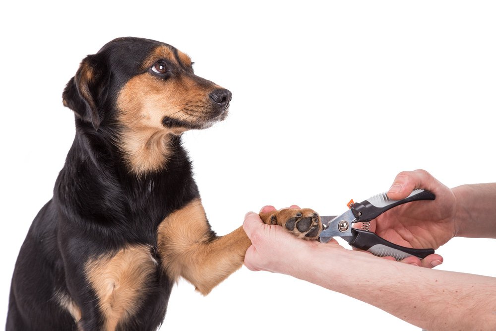 why-does-my-dog-bite-his-nails-and-how-to-stop-that