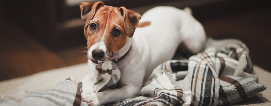 6-reasons-why-does-my-dog-chew-on-blankets