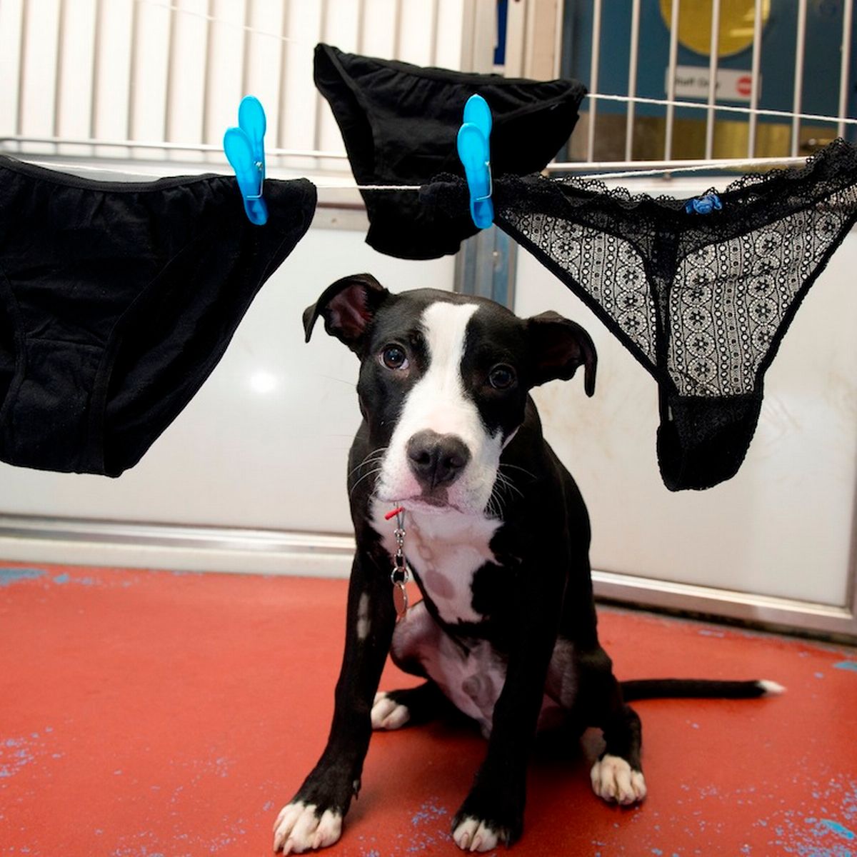 Why Does My Dog Eat My Underwear? Here Are 9 Reasons Why.