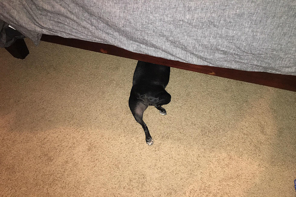 Why Does My Dog Go Under The Bed? And How To Prevent It?