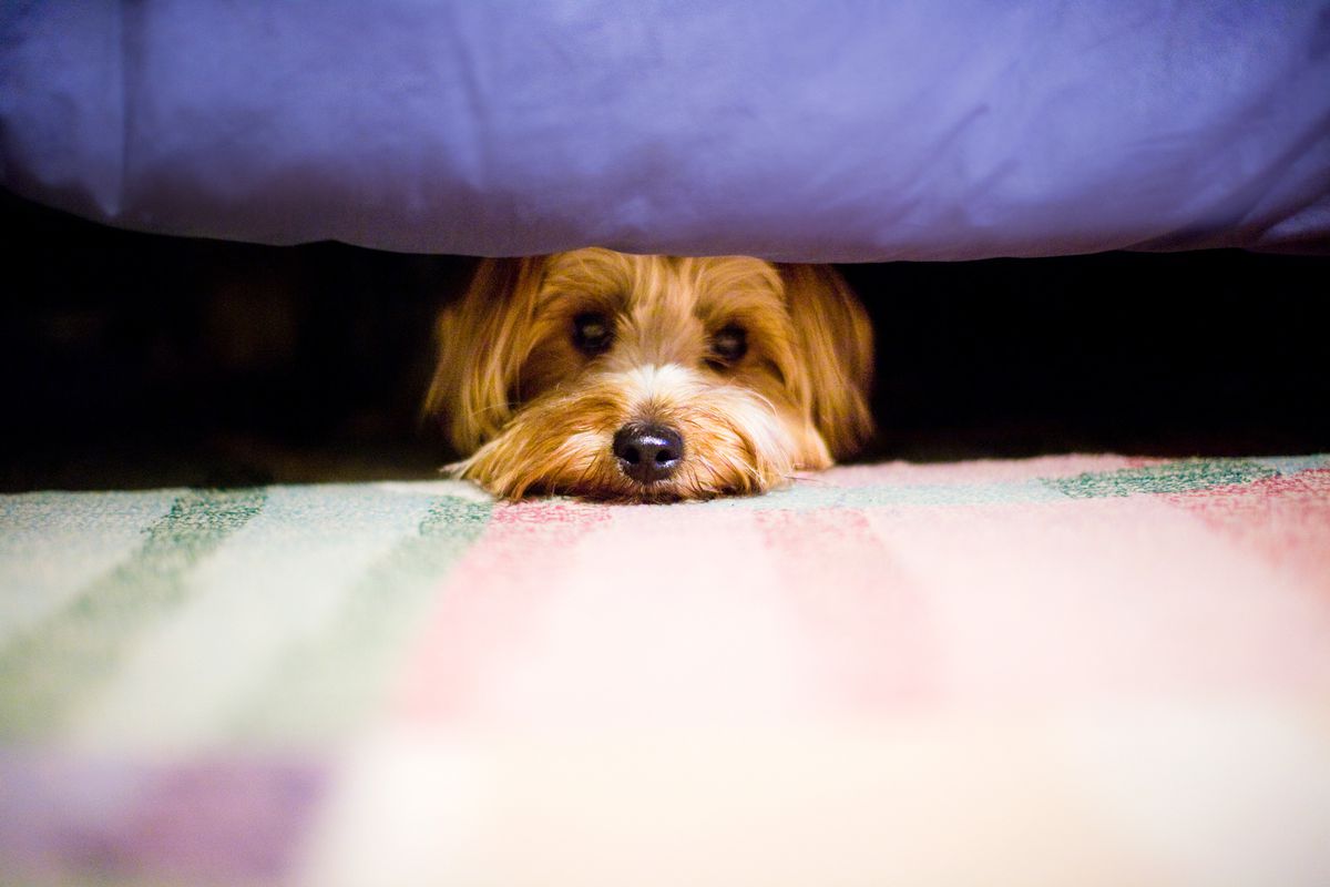 Why Does My Dog Go Under The Bed? And How To Prevent It?