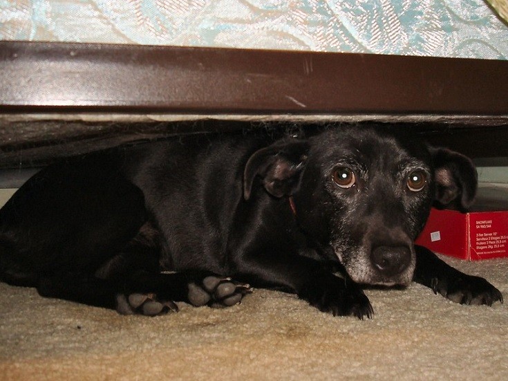 Why My Dog Hide Under The Bed? And 6 Reasons Why They Do That